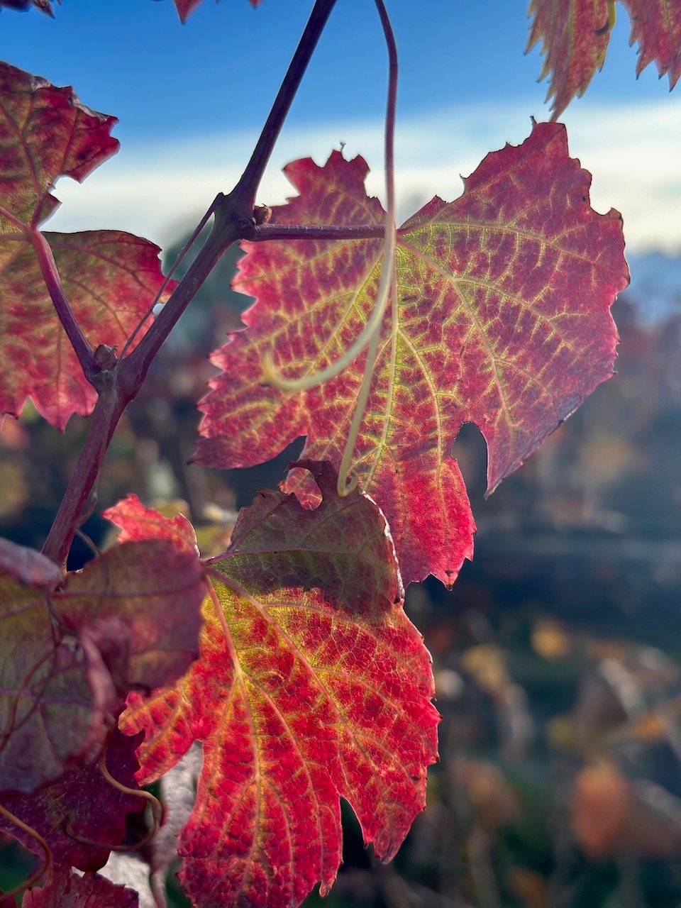 Riccitelli Vineyards Mendoza