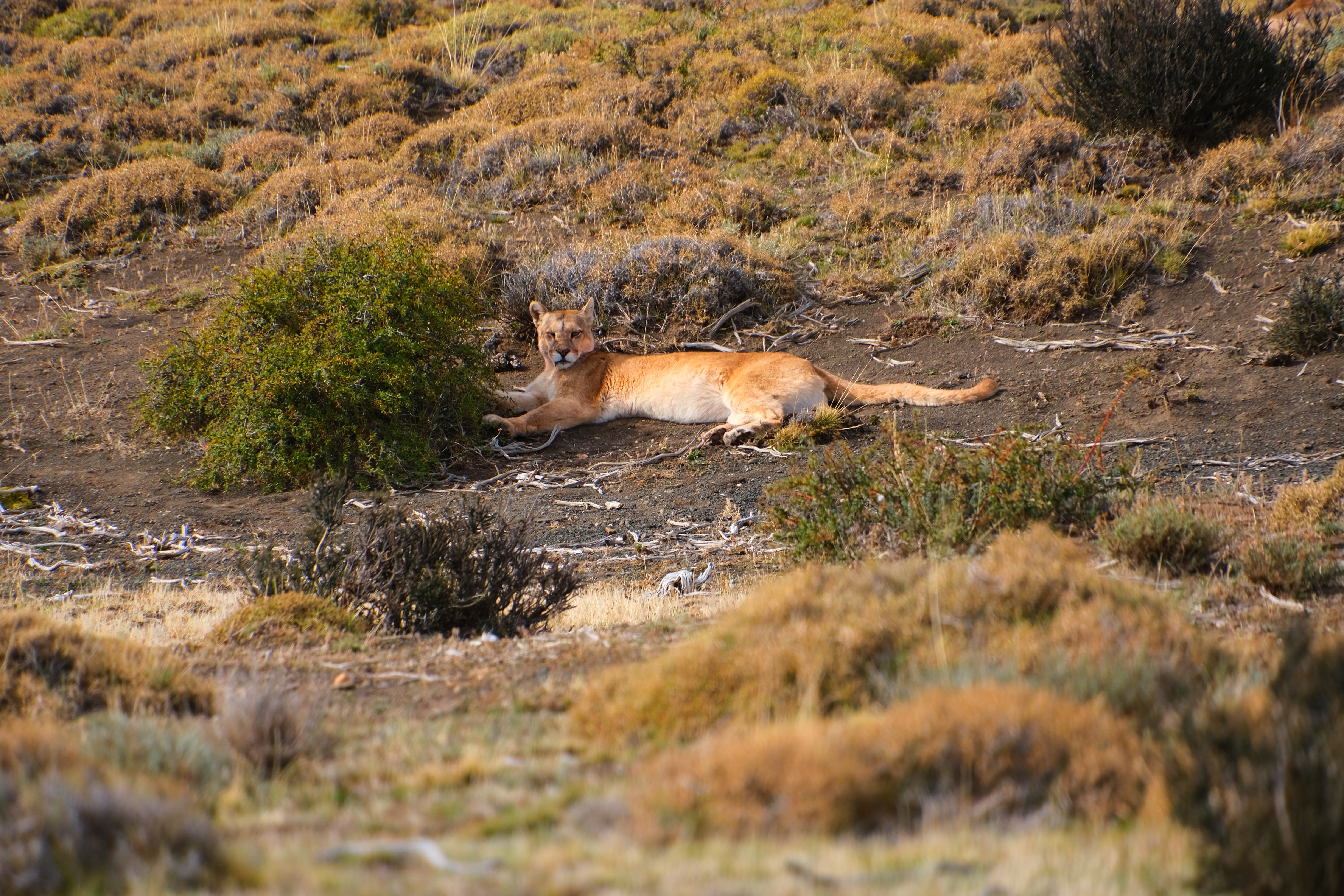 Blinka Puma spotting in Torres del Paine